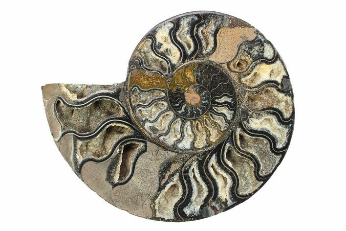 Cut & Polished Ammonite Fossil (Half) - Unusual Black Color #281446